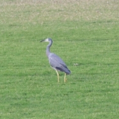 Egretta novaehollandiae (White-faced Heron) at Ulladulla, NSW - 31 May 2023 by KMcCue