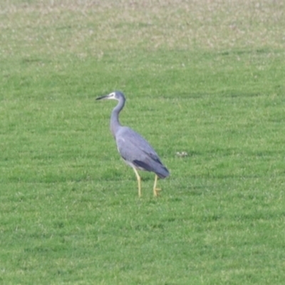 Egretta novaehollandiae (White-faced Heron) at Ulladulla, NSW - 31 May 2023 by KMcCue