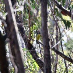 Eopsaltria australis (Eastern Yellow Robin) at Tianjara, NSW - 1 Jun 2023 by KMcCue