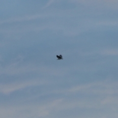 Haliaeetus leucogaster (White-bellied Sea-Eagle) at Ulladulla, NSW - 31 May 2023 by KMcCue