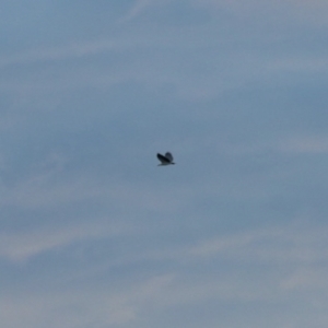 Haliaeetus leucogaster at Ulladulla, NSW - 31 May 2023 04:15 PM