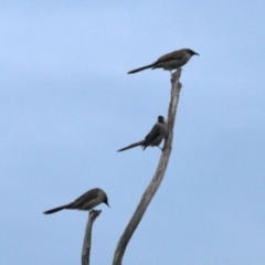 Anthochaera chrysoptera (Little Wattlebird) at Ulladulla, NSW - 31 May 2023 by KMcCue