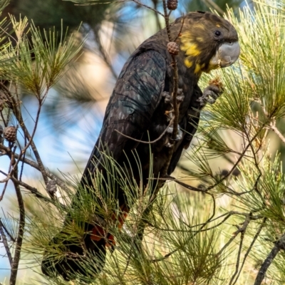 Calyptorhynchus lathami lathami (Glossy Black-Cockatoo) at Penrose, NSW - 1 Jun 2023 by Aussiegall