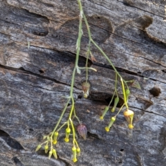 Senecio quadridentatus at Hawker, ACT - 1 Jun 2023