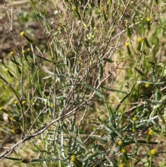 Senecio quadridentatus at Hawker, ACT - 1 Jun 2023