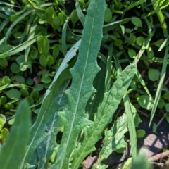 Senecio quadridentatus at Hawker, ACT - 1 Jun 2023