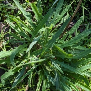 Senecio quadridentatus at Hawker, ACT - 1 Jun 2023