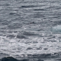 Tursiops truncatus at Ulladulla, NSW - 31 May 2023 by KMcCue