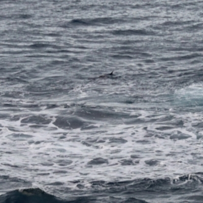 Tursiops truncatus at Ulladulla, NSW - 31 May 2023 by KMcCue