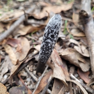 Drechmeria gunnii at Uriarra, NSW - 31 May 2023