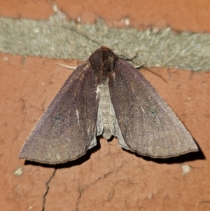 Fisera (genus) at Kambah, ACT - 1 Jun 2023