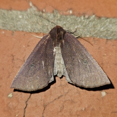Fisera (genus) (Unidentified Fisera moths) at Kambah, ACT - 1 Jun 2023 by MatthewFrawley