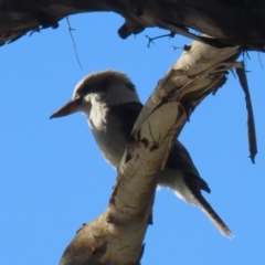 Dacelo novaeguineae (Laughing Kookaburra) at Point Hut to Tharwa - 1 Jun 2023 by RodDeb