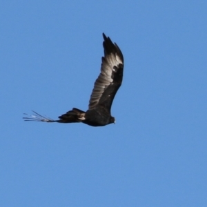 Aquila audax at Gordon, ACT - 1 Jun 2023