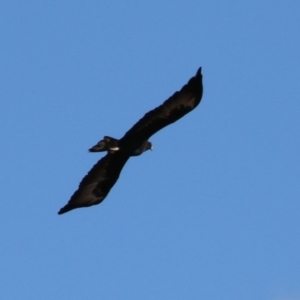 Aquila audax at Gordon, ACT - 1 Jun 2023