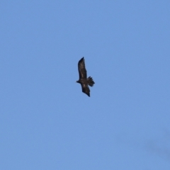 Aquila audax at Gordon, ACT - 1 Jun 2023