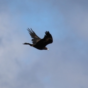 Aquila audax at Gordon, ACT - 1 Jun 2023