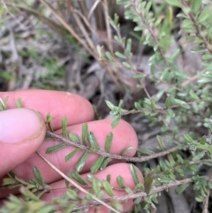 Rhytidosporum procumbens (White Marianth) at Yass River, NSW - 31 May 2023 by JT1997