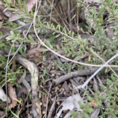Rhytidosporum procumbens at Yass River, NSW - 31 May 2023