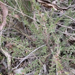 Rhytidosporum procumbens at Yass River, NSW - 31 May 2023