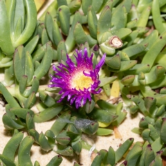 Carpobrotus glaucescens (Pigface) at Bournda, NSW - 1 Jun 2023 by Steve63