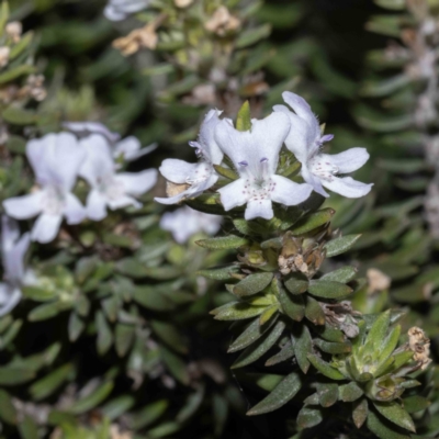 Westringia fruticosa (Native Rosemary) at Bournda, NSW - 1 Jun 2023 by Steve63