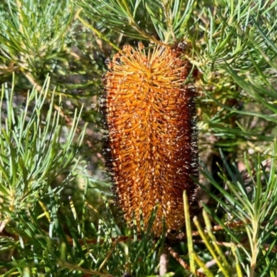 Banksia spinulosa (Hairpin Banksia) at Tianjara, NSW - 1 Jun 2023 by KMcCue