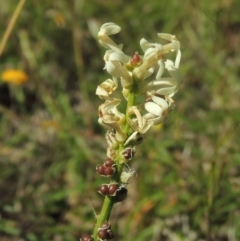 Stackhousia monogyna (Creamy Candles) at Macgregor, ACT - 25 Nov 2022 by MichaelBedingfield