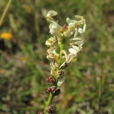 Stackhousia monogyna (Creamy Candles) at Macgregor, ACT - 25 Nov 2022 by MichaelBedingfield