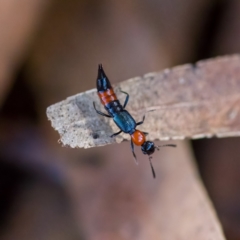 Paederus sp. (genus) (Whiplash rove beetle) at Paddys River, ACT - 4 Apr 2023 by CanberraDSN