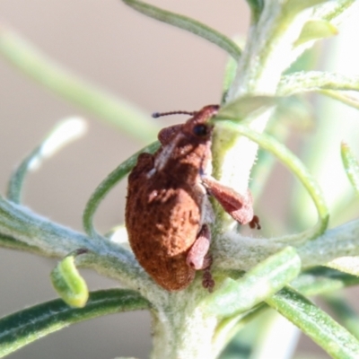 Gonipterus sp. (genus) (Eucalyptus Weevil) at Namadgi National Park - 23 May 2023 by SWishart