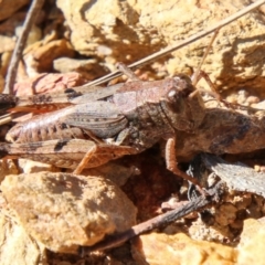 Phaulacridium vittatum (Wingless Grasshopper) at Booth, ACT - 24 May 2023 by SWishart