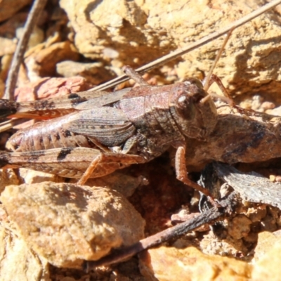 Phaulacridium vittatum (Wingless Grasshopper) at Booth, ACT - 24 May 2023 by SWishart