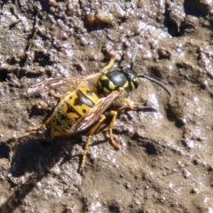 Vespula germanica (German Yellowjacket Wasp (also known as European Wasp)) at Booth, ACT - 24 May 2023 by SWishart