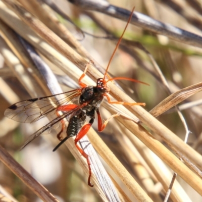 Echthromorpha intricatoria (Cream-spotted Ichneumon) at Booth, ACT - 24 May 2023 by SWishart