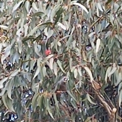 Callocephalon fimbriatum (Gang-gang Cockatoo) at Watson, ACT - 26 May 2023 by Merlin