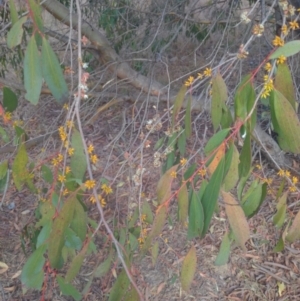 Eucalyptus stellulata at Stromlo, ACT - 2 Jun 2023 01:13 PM