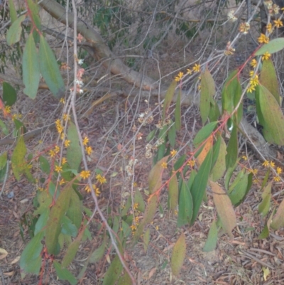 Eucalyptus stellulata (Black Sally) at Stromlo, ACT - 2 Jun 2023 by HelenCross