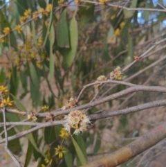 Eucalyptus stellulata at Stromlo, ACT - 2 Jun 2023 01:13 PM