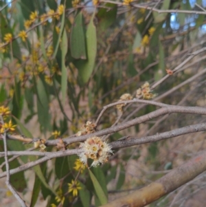 Eucalyptus stellulata at Stromlo, ACT - 2 Jun 2023 01:13 PM