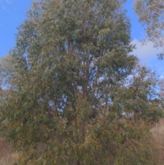 Eucalyptus stellulata at Stromlo, ACT - 2 Jun 2023 01:13 PM