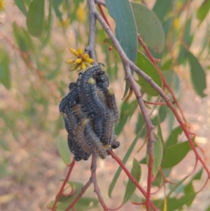 Perga sp. (genus) at Stromlo, ACT - 2 Jun 2023 01:11 PM