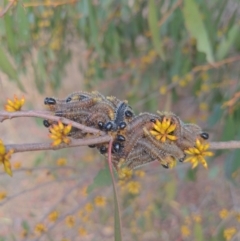 Perga sp. (genus) at Stromlo, ACT - 2 Jun 2023 01:11 PM