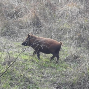 Sus scrofa at Stromlo, ACT - suppressed