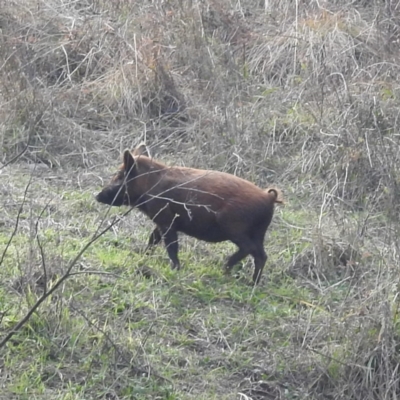 Sus scrofa (Pig (feral)) at Stromlo, ACT - 2 Jun 2023 by HelenCross