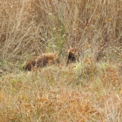 Sus scrofa at Stromlo, ACT - suppressed