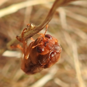 Pergagrapta sp. (genus) at Stromlo, ACT - 2 Jun 2023