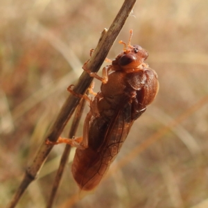 Pergagrapta sp. (genus) at Stromlo, ACT - 2 Jun 2023 02:44 PM