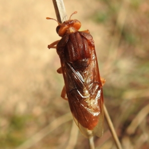 Pergagrapta sp. (genus) at Stromlo, ACT - 2 Jun 2023