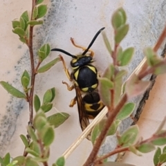 Vespula germanica (German Yellowjacket Wasp (also known as European Wasp)) at Wambrook, NSW - 1 Jun 2023 by Mike
